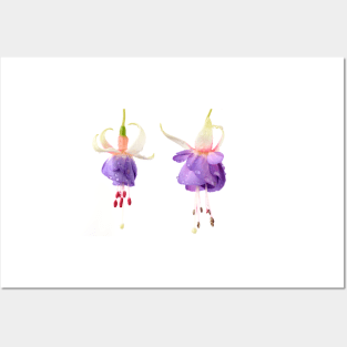 Fuchsia 'Prince George' Posters and Art